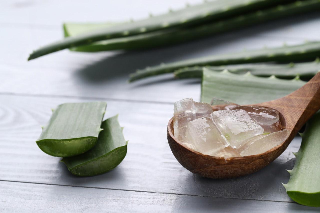 Discover the benefits of Aloe Vera for your hair - Vitta Gold™ Global